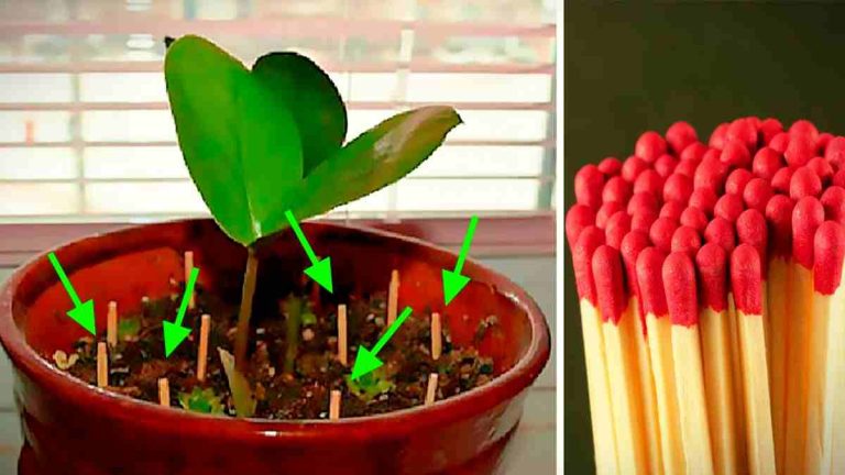 Les Parasites Envahissent Vos Plantes Voici La Solution Astuces Au