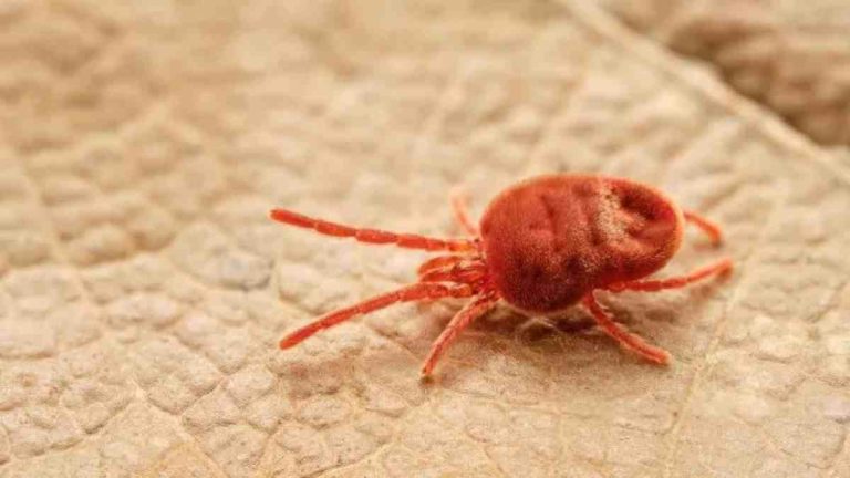 Découvrez comment faire pour se débarrasser des aoûtats dans son jardin