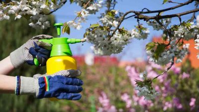 Le Savon Noir Au Jardin Un Traitement Naturel Et Efficace Des Plantes