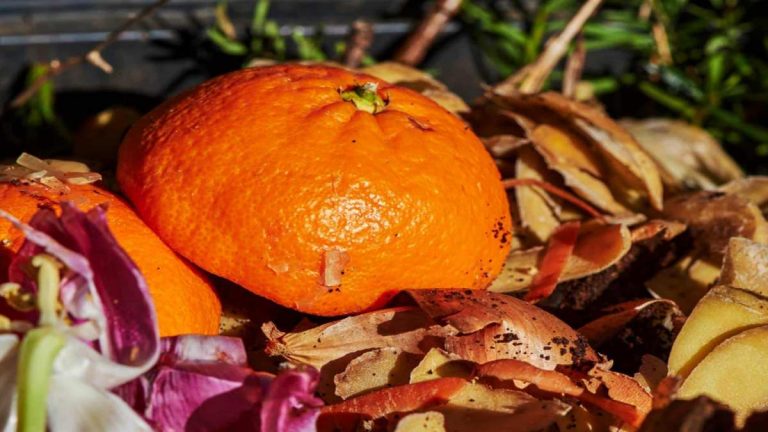 Peaux Dagrumes Dans Le Compost Stop Aux Erreurs Tout Ce Quil Faut