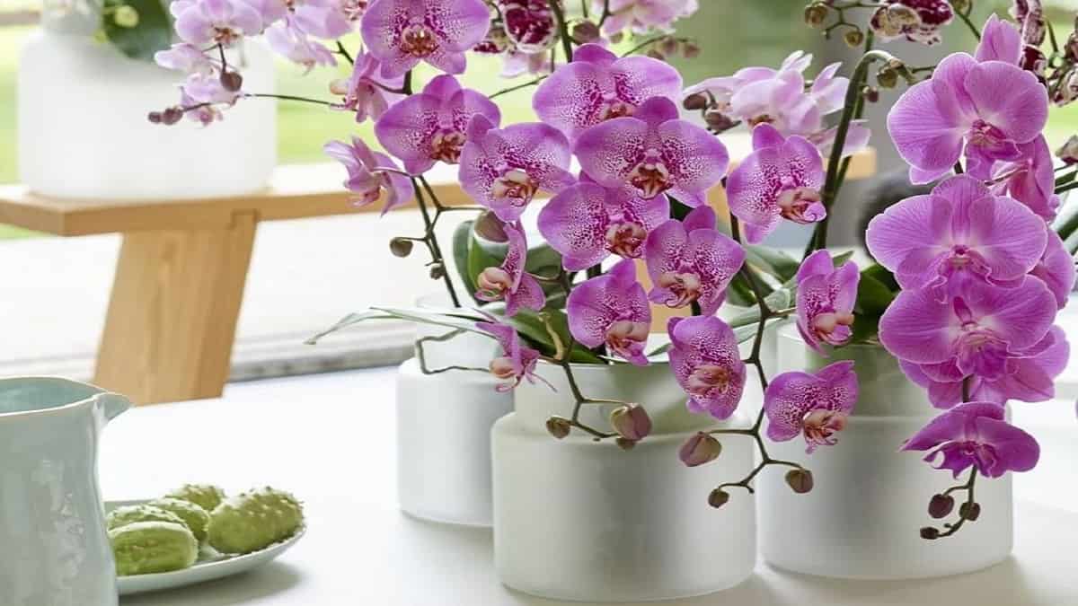 bien entretenir ses orchidées