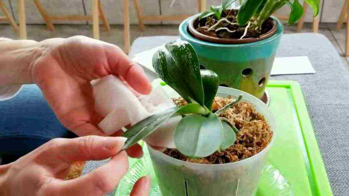 il faut absolument nettoyer les feuilles de vos orchidées