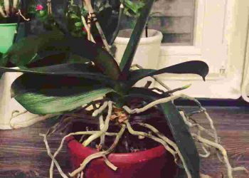 débordement du pot des racines d’orchidées