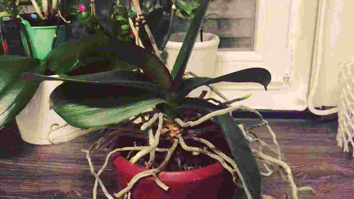 débordement du pot des racines d’orchidées