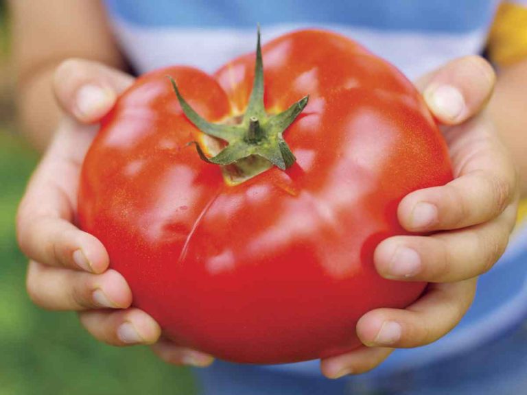 Vous Voulez Avoir Des Tomates G Antes Voici Toutes Les Sortes Compatibles Facile Astuces Au