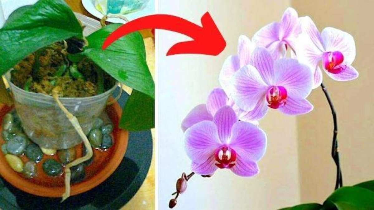Faire refleurir une orchidée phalaenopsis