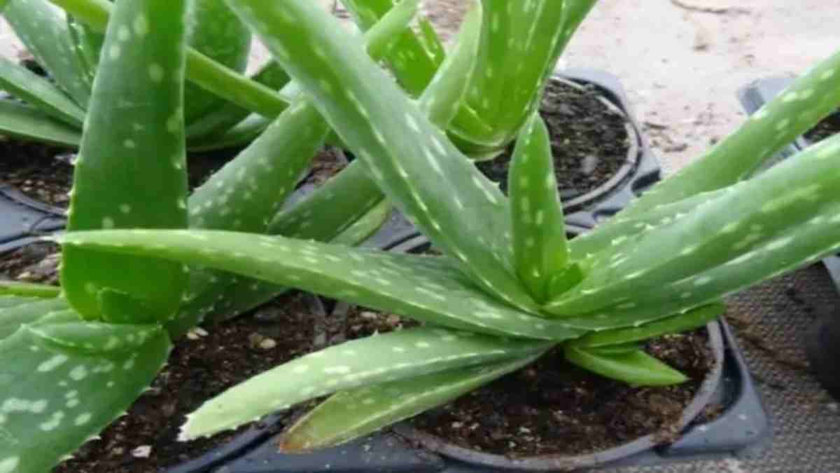 Faire Pousser Laloe Vera Efficacement Avec 4 Conseils Dexpert Jardinier Astuces Au Feminin 7639