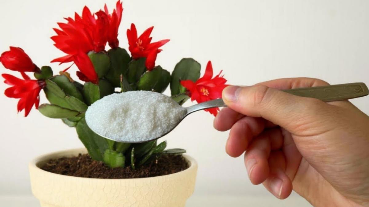 Cactus de Noël : cet ingrédient magique (il est sûrement dans votre  cuisine) va le faire fleurir pile avant le 25 décembre